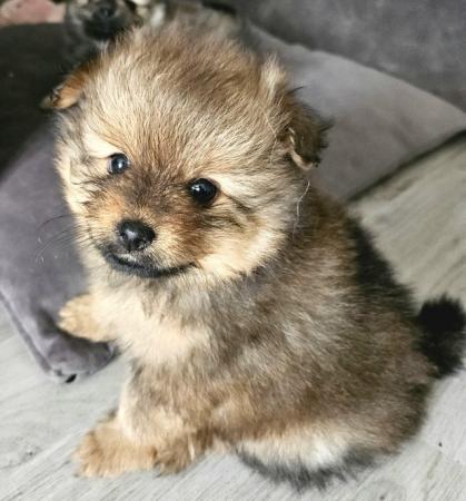 Image 4 of Adorable quality brindle Teddy bear face Pomeranian puppy
