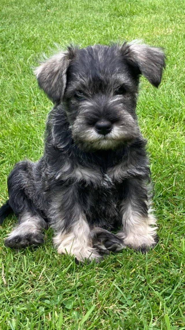 Preview of the first image of 2 available Quality Pedigree Miniature Schnauzer Puppies.