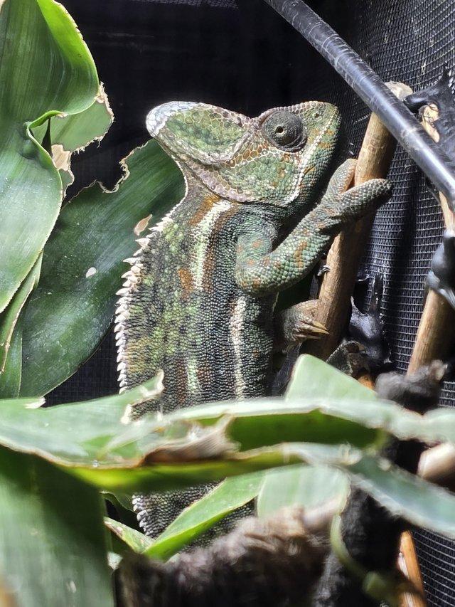 Preview of the first image of Yemen Chameleon with full setup.
