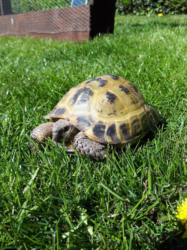 Preview of the first image of 6yr old male horse field tortoise.
