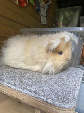 Image 4 of Pure Swiss guinea pig sow