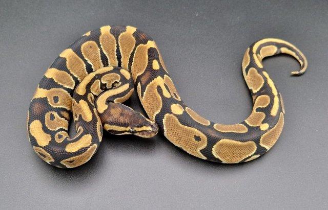 Preview of the first image of Triple Het Dreamsicle Genetic Stripe Fem Ball Python 230408.