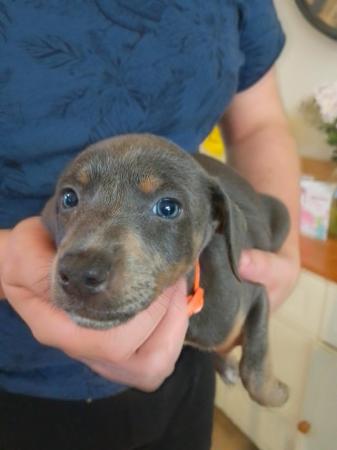 Image 10 of Ready to leave now - smooth haired lurcher puppies