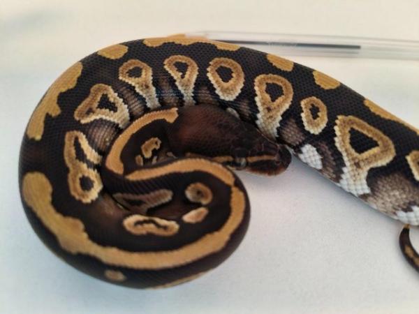 Image 5 of Phantom ball python royal python female