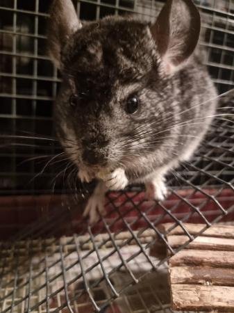 Image 2 of 2 male chinchilla kits. Ready for their forever home.