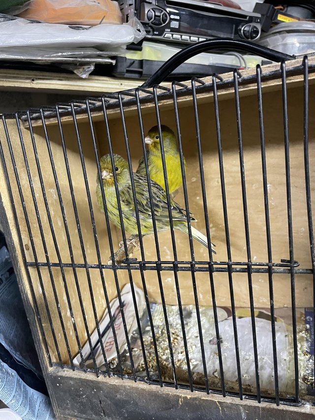 Preview of the first image of 1 Green  canary cock bird.