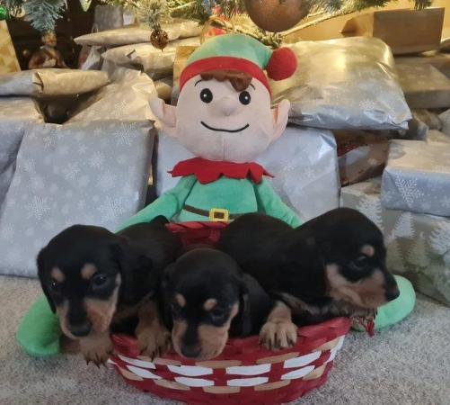 Image 4 of Miniature daschunds READY NOW .please read all advert