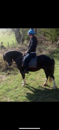 Image 1 of Lovely Welsh C rising 9 year old mare
