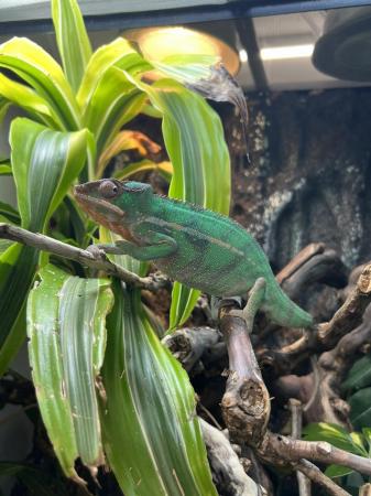 Image 4 of Baby Panther Chameleons At Urban Exotics