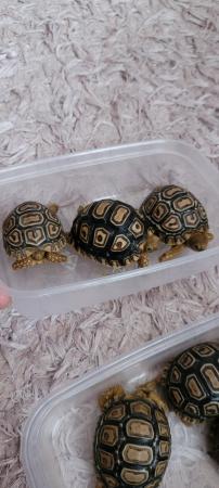 Image 6 of Leopard tortoise babies