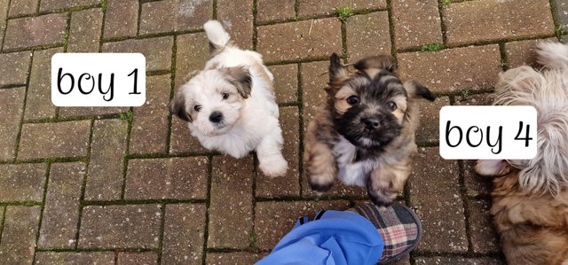 Preloved sales malshi puppies