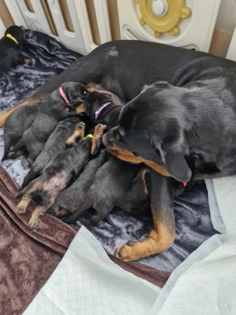 Image 5 of 4 left !!! rottweiler pups for sale, 1 boy and 4 girls ??