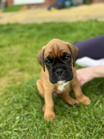 Image 2 of Stunningly Perfect 6 week old KC Pedigree Boxer puppies.