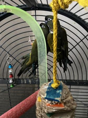 Image 1 of Bonded pair of Patagonian conures available