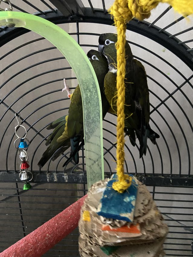 Preview of the first image of Bonded pair of Patagonian conures available.