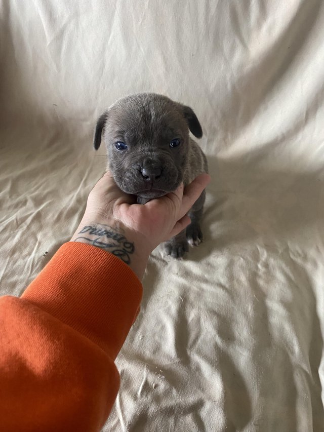 Preview of the first image of 7 cane corso cross puppies.
