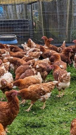 Image 1 of Commercial brown pullets