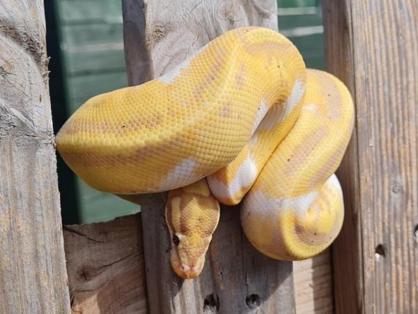 Image 3 of Adult male Coral Glow Yellow Belly Pied Royal python. Cb21