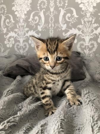 Image 13 of BENGAL X Kittens LAST LITTLE GIRL LEFT!  REDUCED TO £580