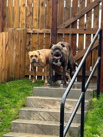 Image 4 of Bullmastiff/Johnson bulldog puppies for sale