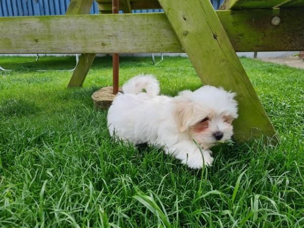 Image 5 of Beautiful Maltese x Russian toy terrier puppies