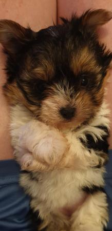 Image 12 of Biewer terrier beautiful TINY girl