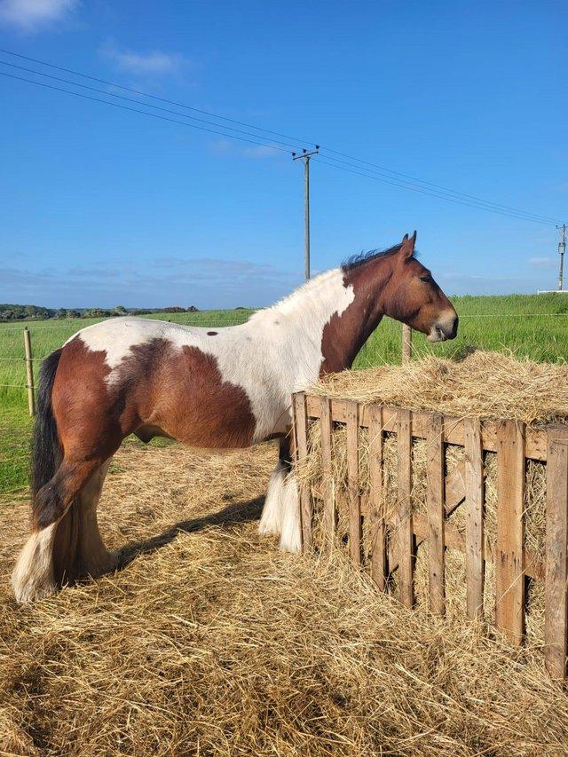 Preview of the first image of Share Wanted! (14.2hh Cob).
