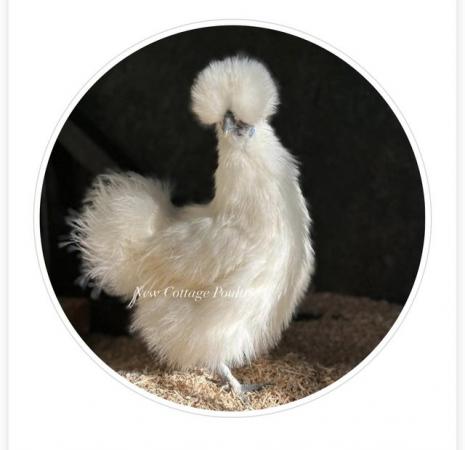 Image 1 of Silkie Bantam hens and various other breeds at point of lay