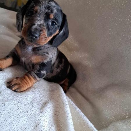 Image 3 of Gorgeous  puppys dachshunds silver daples