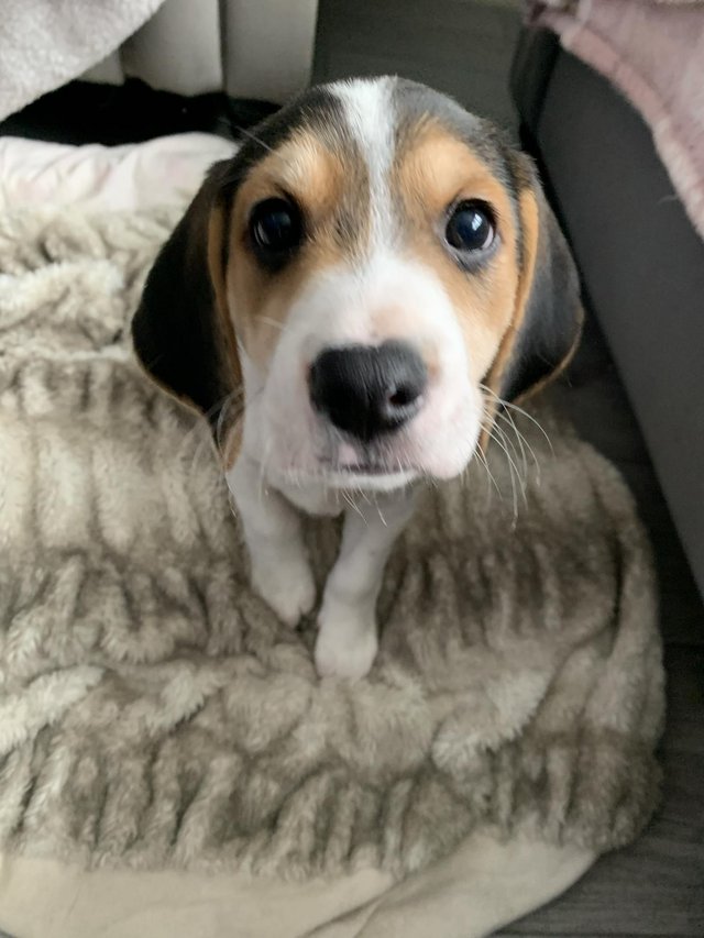Preview of the first image of 2 beautiful beagle puppies.
