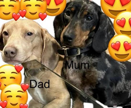 Image 4 of Three beautiful dachshund puppies