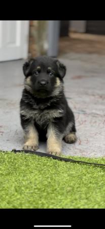 Image 3 of German shepherd puppies ready now