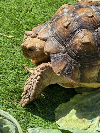 Image 1 of Tortoise (Sulcata) unsexed.