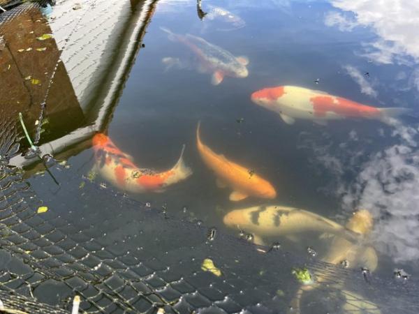 Image 6 of Koi now sold ………………………….