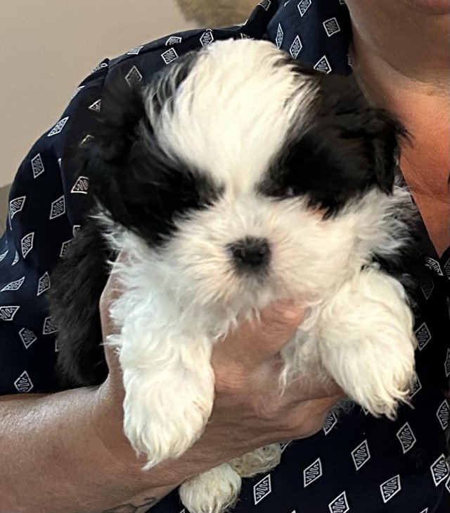 Preview of the first image of 1 x Shih Tzu Puppy for sale.