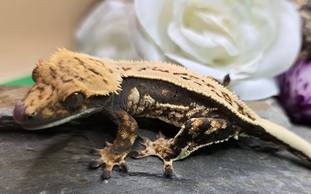 Preview of the first image of Stunning crested gecko babies and female adults.