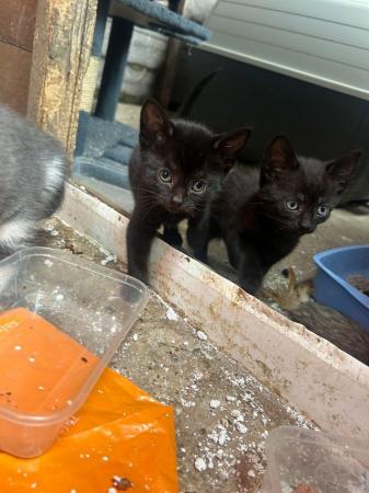 Image 7 of Kittens for sale 2 girls 4 boys