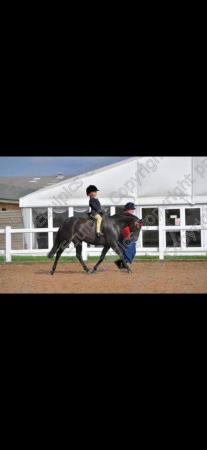 Image 2 of 9 year old British Riding Pony 12.2