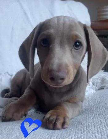Image 27 of Quality bred Miniature Dachshunds 2 boys 1 girl for sale