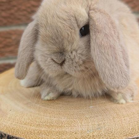 Image 2 of Beautiful mini lop rabbits available