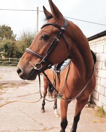 Image 3 of Horse available for loan near Lapworth
