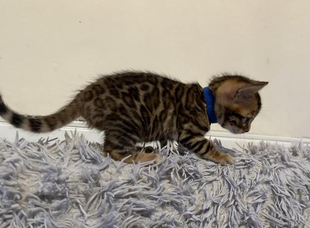 Image 21 of Tica bengal kittens for sale!