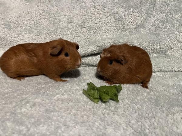 Image 4 of Gorgeous pair of baby female Guinea Pigs