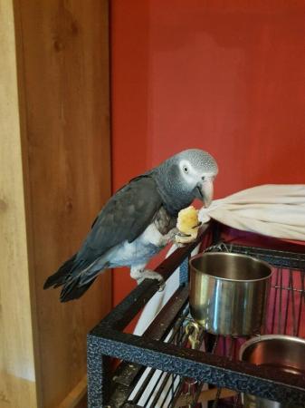 Image 1 of Are you looking for a forever home for your parrot?