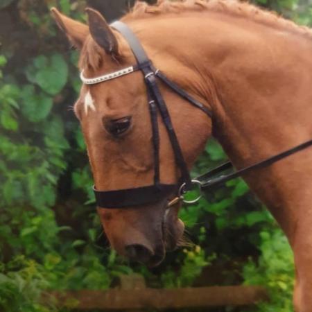 Image 22 of 17hh Irish sports horse gelding for part-loan