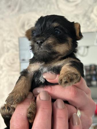 Image 8 of Beautiful Yorkshire Terrier Puppies