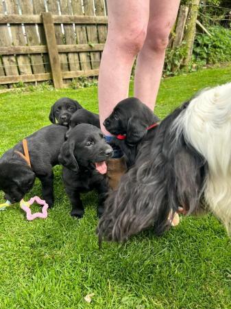 Image 19 of Springador puppies for sale