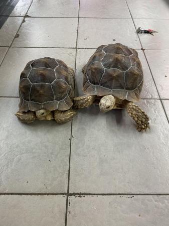 Image 3 of 2021 Sulcata tortoises £350 Each or £600 Both