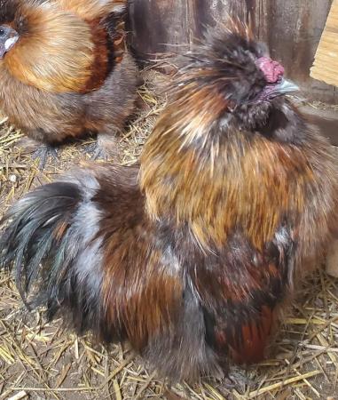 Image 3 of 2 pure breed miniature Partridge Silkie cockerals for sale