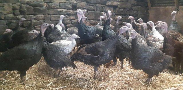 Preview of the first image of Turkey hens Crollwitzler, Slate, Norfolk Black and Bronze.